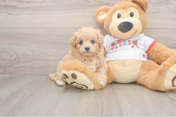 Best Maltipoo Baby