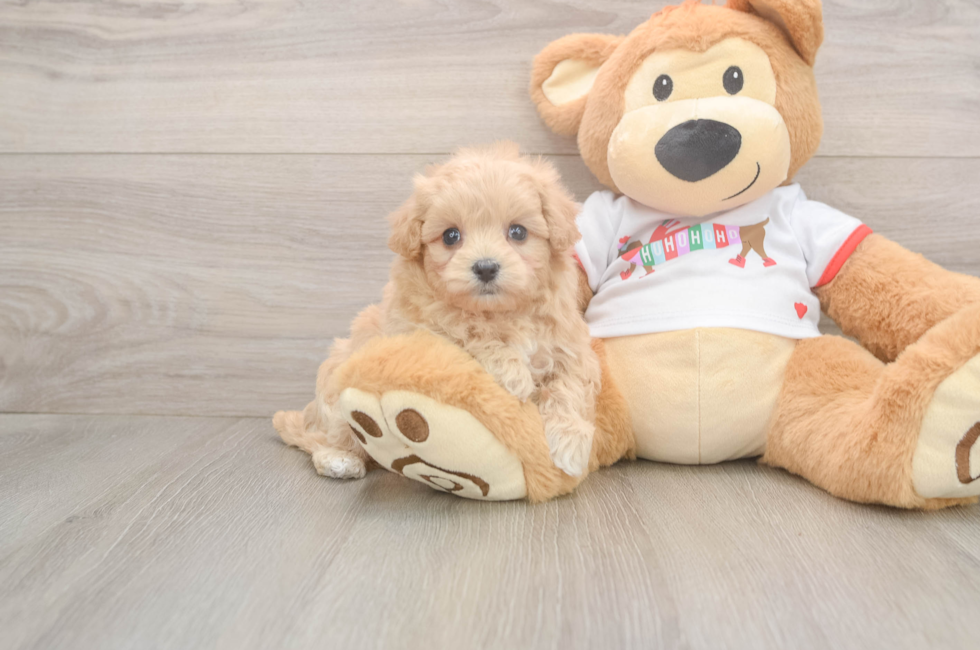 5 week old Maltipoo Puppy For Sale - Simply Southern Pups