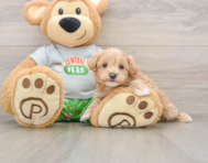 8 week old Maltipoo Puppy For Sale - Simply Southern Pups
