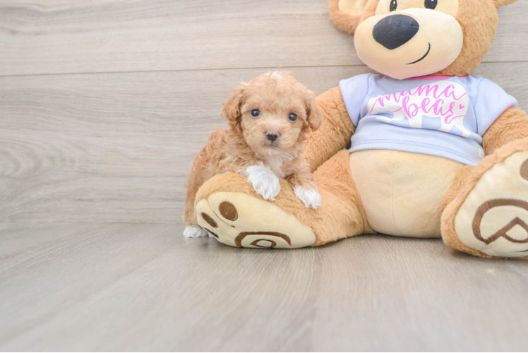 Maltipoo Pup Being Cute