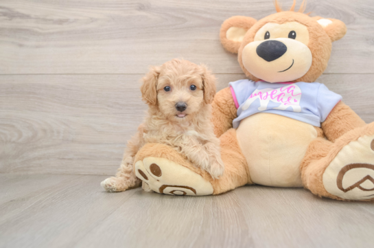 Maltipoo Pup Being Cute