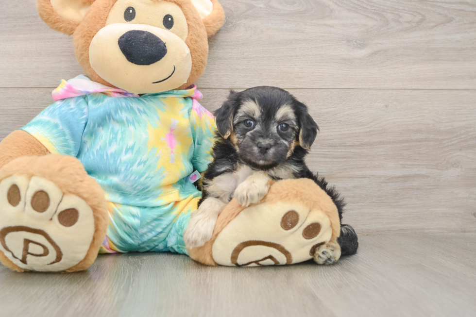 Maltipoo Puppy for Adoption