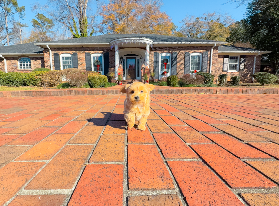 Maltipoo Pup Being Cute