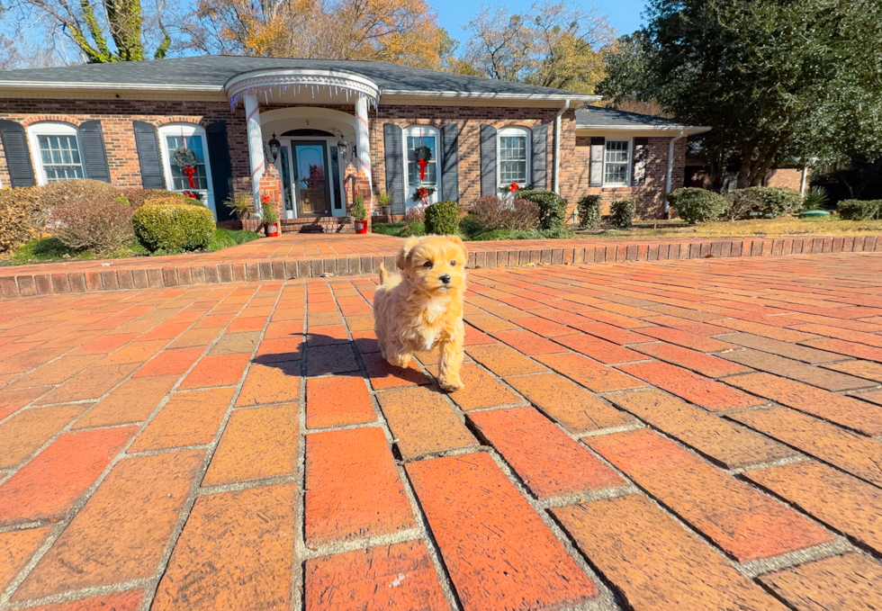 Maltipoo Puppy for Adoption