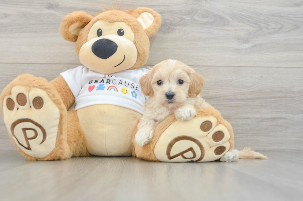 6 week old Maltipoo Puppy For Sale - Simply Southern Pups