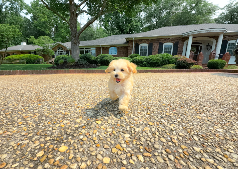 Cute Maltipoo Poodle Mix Pup