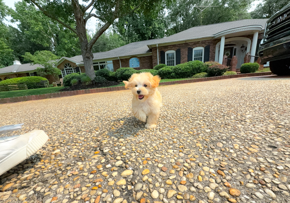Best Maltipoo Baby