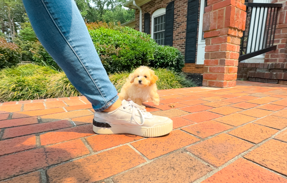 Best Maltipoo Baby