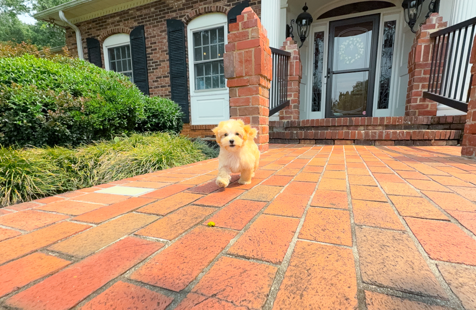 Maltipoo Puppy for Adoption