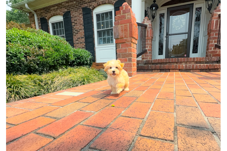 Maltipoo Puppy for Adoption