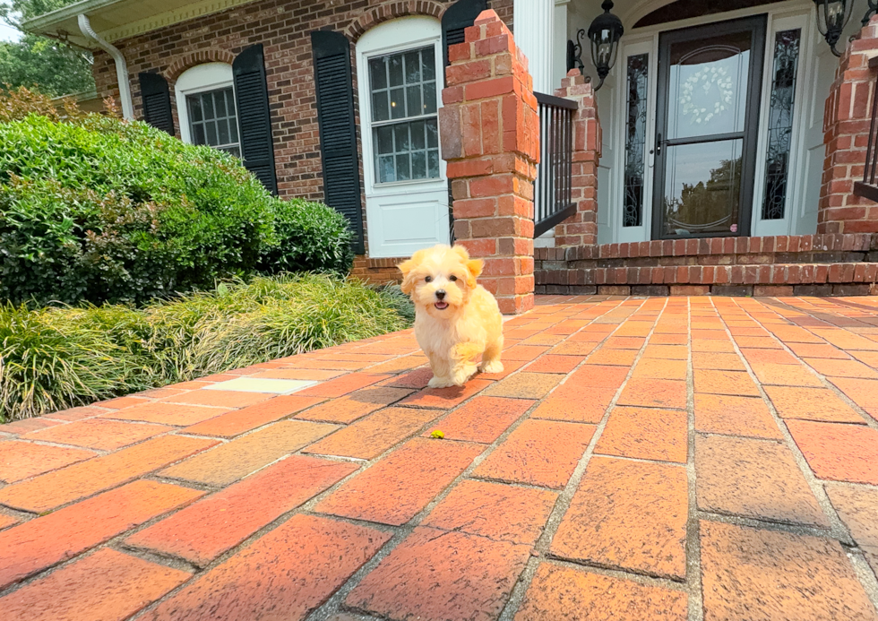 Maltipoo Puppy for Adoption