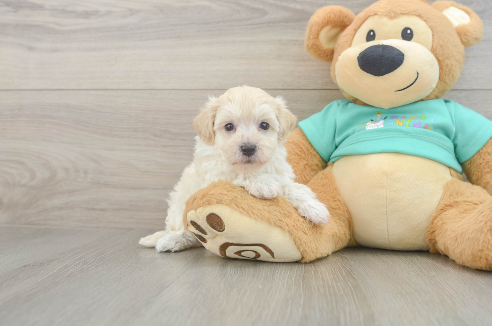 6 week old Maltipoo Puppy For Sale - Simply Southern Pups