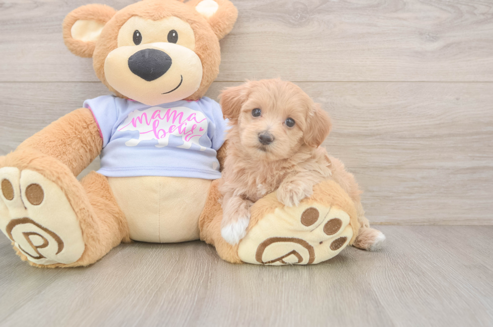 5 week old Maltipoo Puppy For Sale - Simply Southern Pups