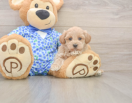8 week old Maltipoo Puppy For Sale - Simply Southern Pups