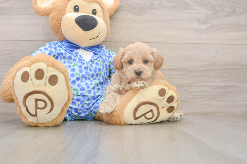 6 week old Maltipoo Puppy For Sale - Simply Southern Pups