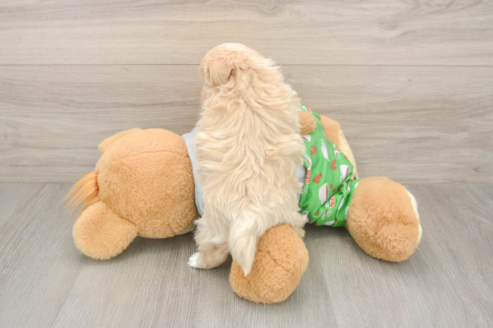 Maltipoo Pup Being Cute