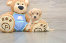 Maltipoo Pup Being Cute