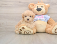 7 week old Maltipoo Puppy For Sale - Simply Southern Pups