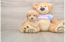 Friendly Maltipoo Baby