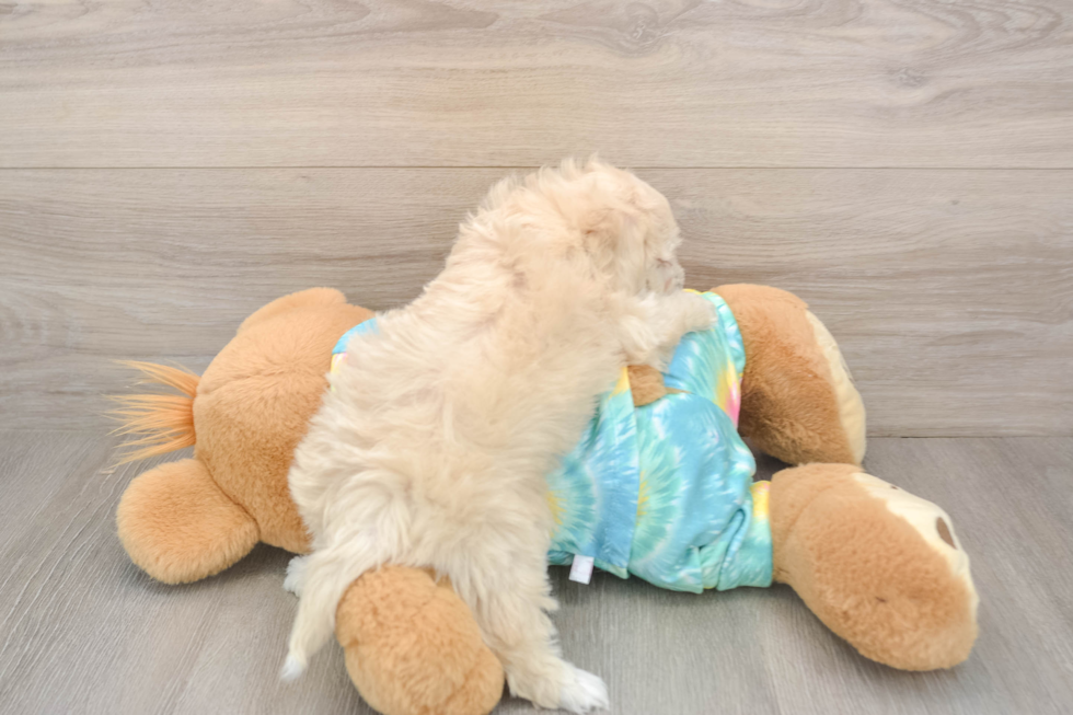 Best Maltipoo Baby