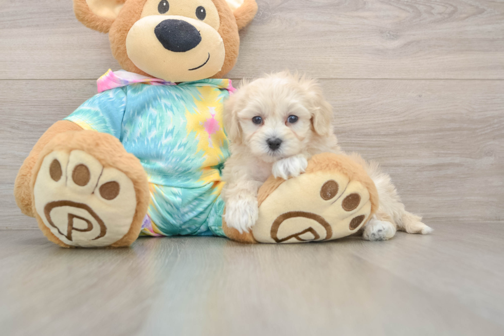 Maltipoo Pup Being Cute