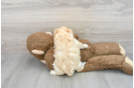 Smart Maltipoo Poodle Mix Pup