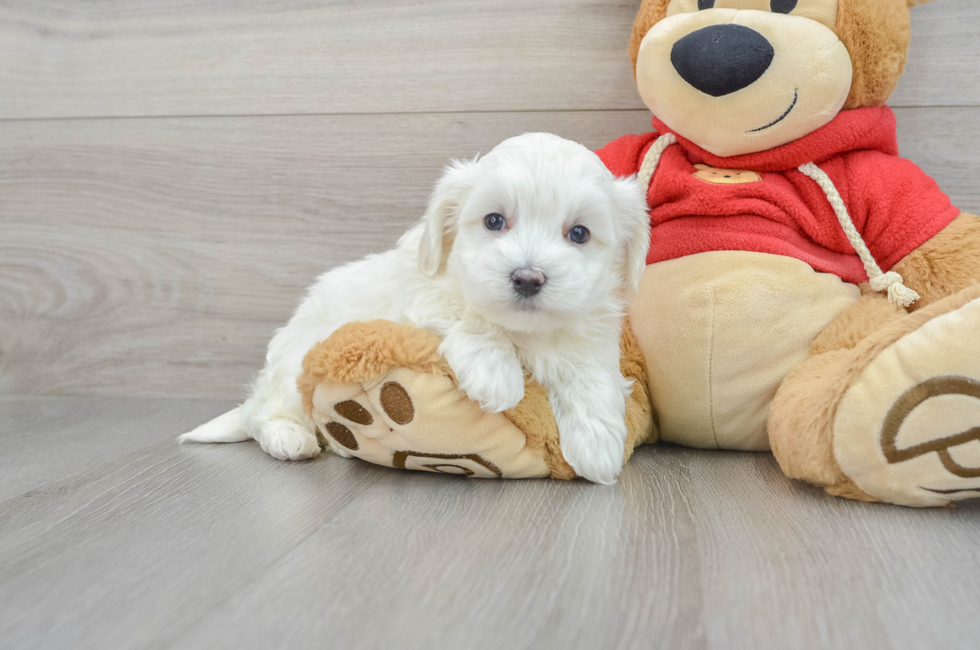 6 week old Maltipoo Puppy For Sale - Simply Southern Pups