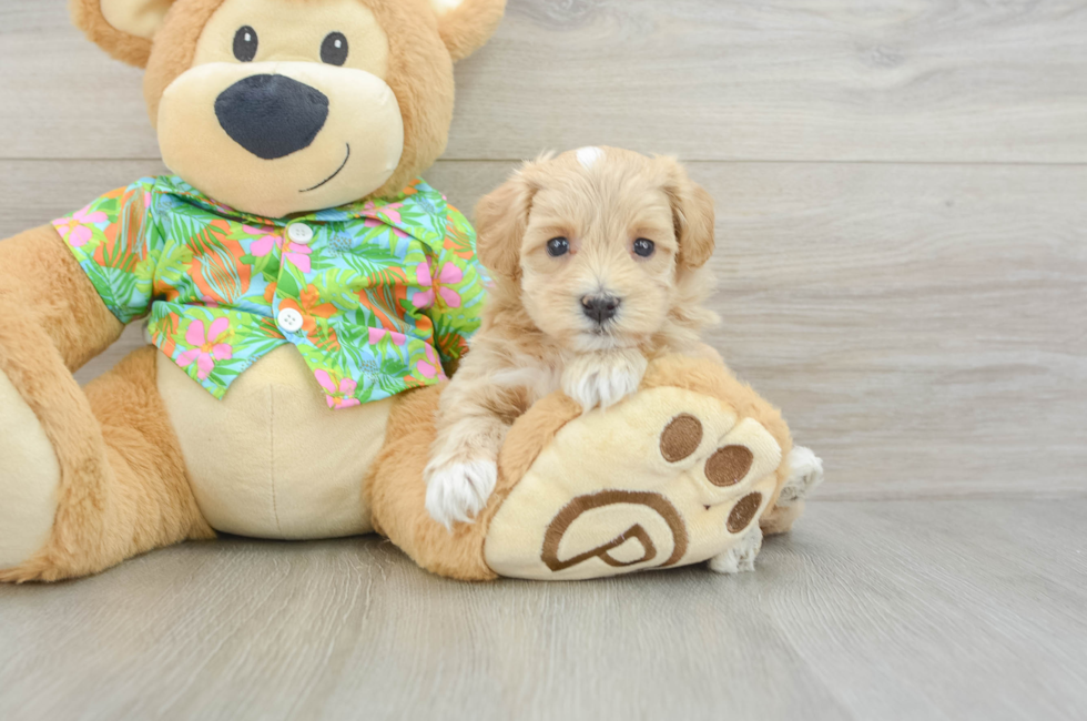 5 week old Maltipoo Puppy For Sale - Simply Southern Pups