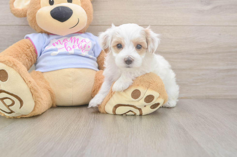 5 week old Maltipoo Puppy For Sale - Simply Southern Pups