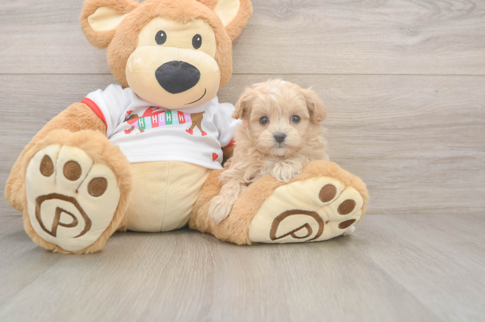 5 week old Maltipoo Puppy For Sale - Simply Southern Pups