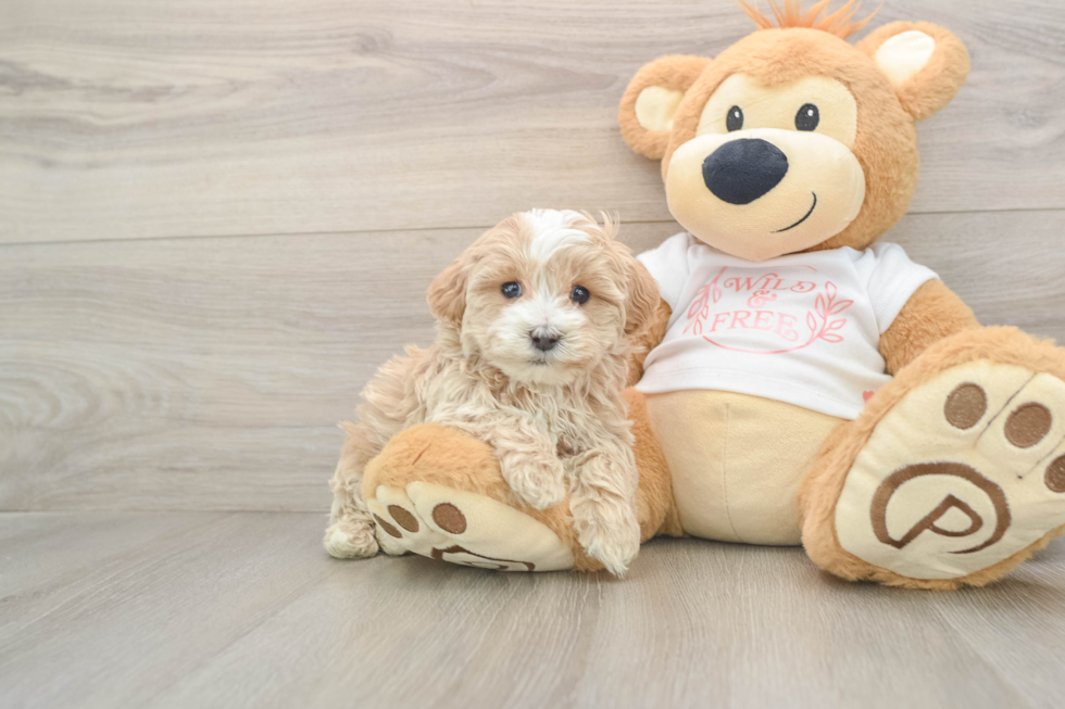 Maltipoo Pup Being Cute