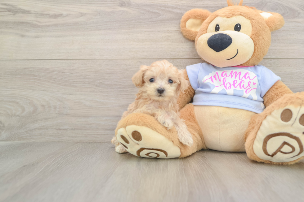 Hypoallergenic Multipoo Poodle Mix Puppy