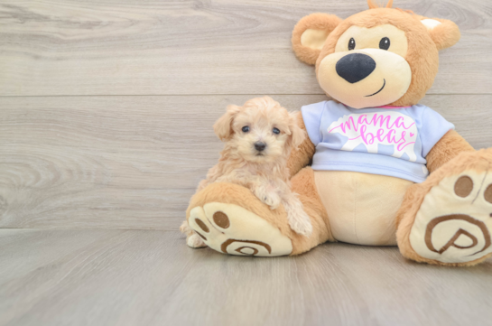 Hypoallergenic Multipoo Poodle Mix Puppy