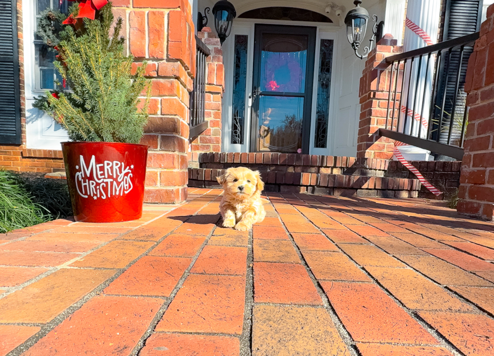 Maltipoo Puppy for Adoption
