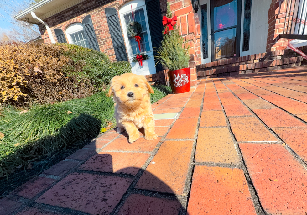 Cute Malt a Poo Poodle Mix Puppy