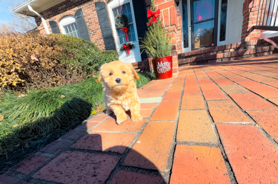Cute Malt a Poo Poodle Mix Puppy