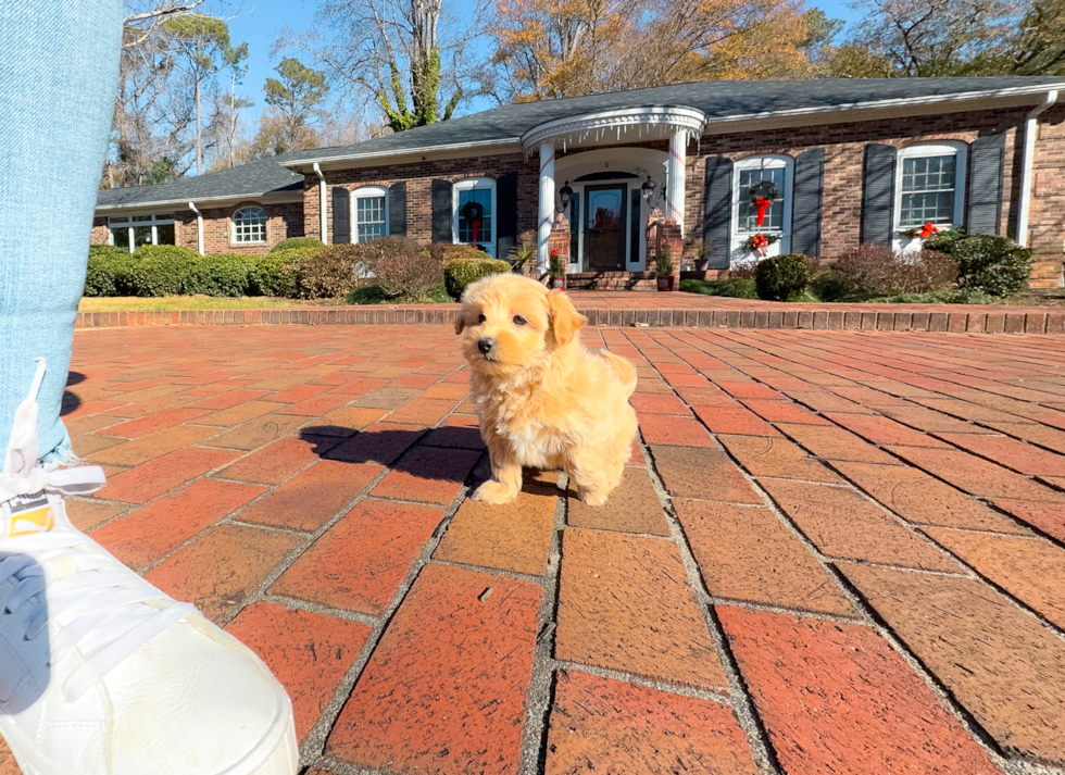 Maltipoo Puppy for Adoption