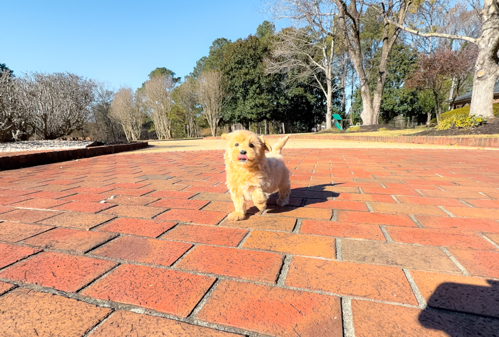 Maltipoo Puppy for Adoption
