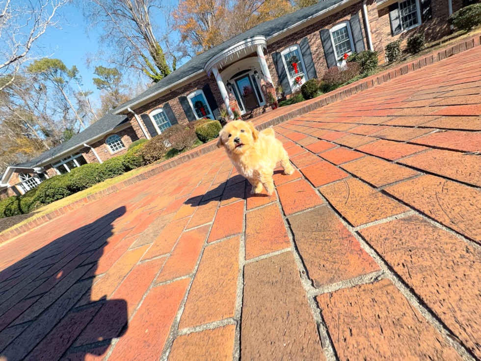 Maltipoo Pup Being Cute
