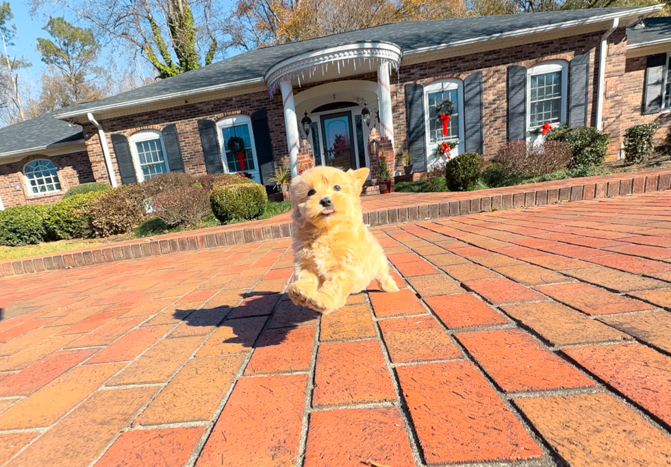 Cute Malt a Poo Poodle Mix Puppy