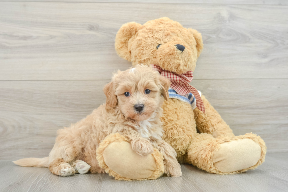 Playful Moodle Poodle Mix Puppy