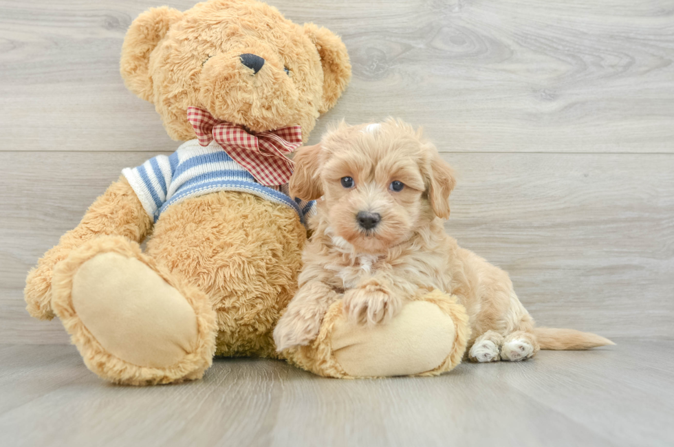 8 week old Maltipoo Puppy For Sale - Simply Southern Pups