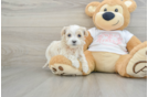 Small Maltipoo Baby