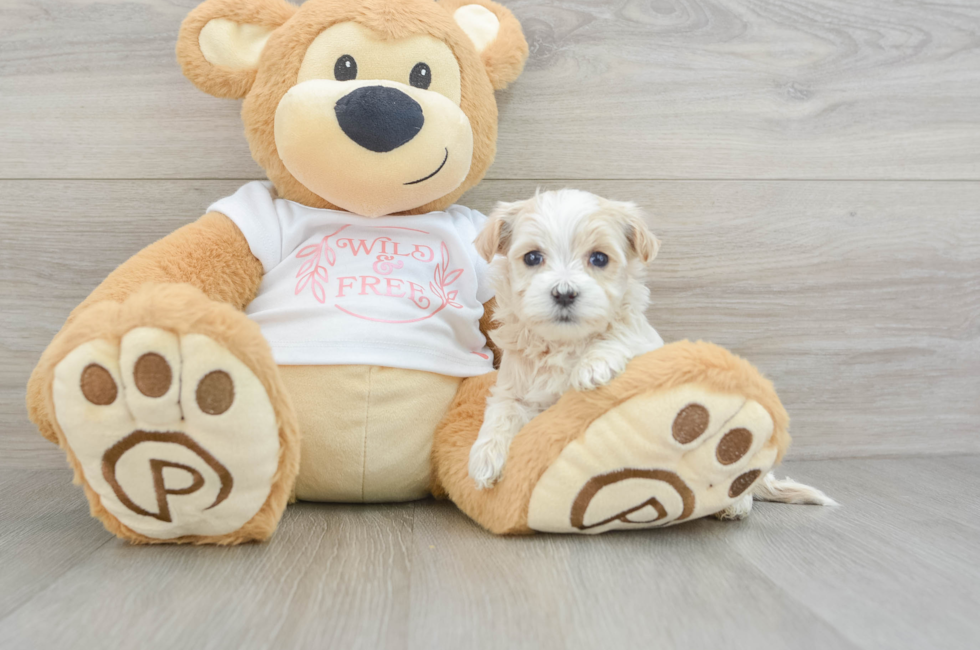 5 week old Maltipoo Puppy For Sale - Simply Southern Pups