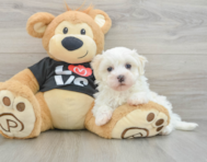 9 week old Maltipoo Puppy For Sale - Simply Southern Pups