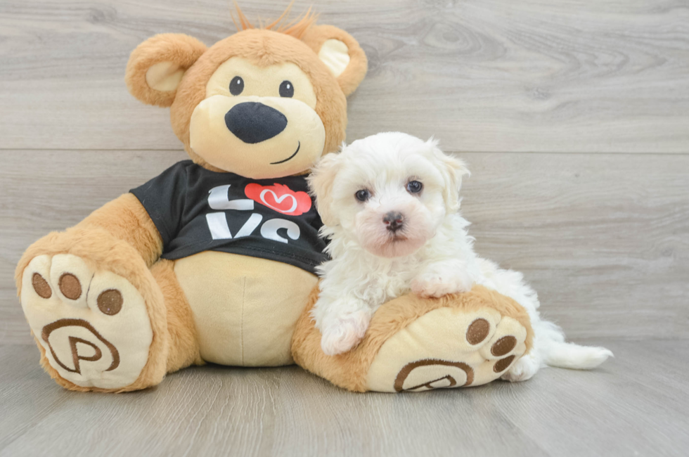 6 week old Maltipoo Puppy For Sale - Simply Southern Pups