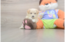 Maltipoo Puppy for Adoption