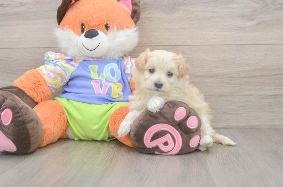 5 week old Maltipoo Puppy For Sale - Simply Southern Pups