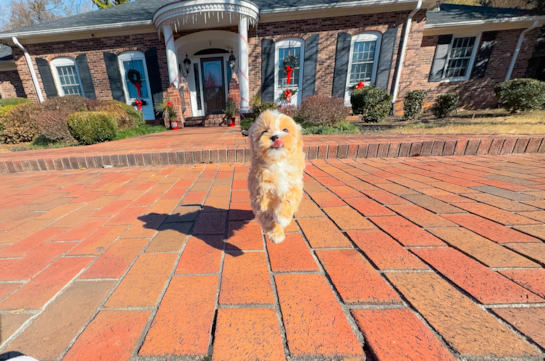 Cute Maltipoo Poodle Mix Pup