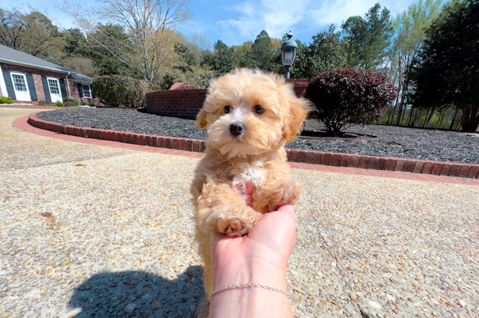 10 week old Maltipoo Puppy For Sale - Simply Southern Pups
